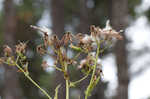 American burnweed